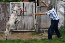 Неравный бой! / Дедушка и коза Мира