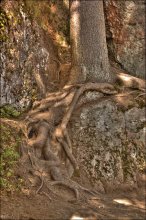 Кельтские узоры / Не отсюда ли пошли кельтские узоры?

Выборг. Парк Монрепо