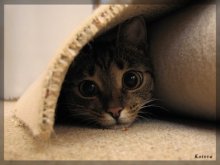 под ковром! / кошка ковры стелить помогала...