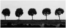 Петергоф / Я всегда не мог понять, почему именно эти деревья так любят фотографировать многие, очень многие фотографы, среди которых оказался и я. Но пройти мимо просто не возможно.  И почему эти деревья цепляют больше, чем знаменитые фонтаны Петергофа, мне тоже не понятно.