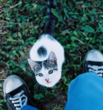 Кошачья девочка / подруга попросила сфотографировать свою кошечку. 
первые опыты на животных с зенитом... 
понял прелести автофокуса