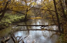 Лесная река / Осень на реке Збруч