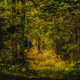 Осень в лесу / Osen' v lesu