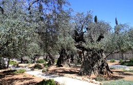Тысячелетний оливковый сад / Тысячелетний оливковый сад в Иерусалиме