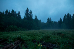 На вырубке / После урагана природа затихла, над болотом поднимается легкий туман.