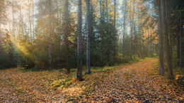 Утренние лучи / Осеннее утро