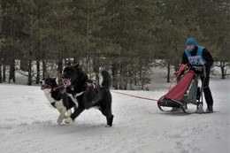 Вперёд, к победе. / &quot; &quot; &quot;