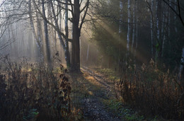 Тропинка в лесу / осень, утро, туман