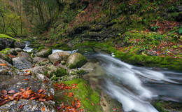 &nbsp; / im Wald