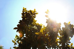 Магнолии / Больше фото по ссылке: http://steklo-foto.ru/photogellary