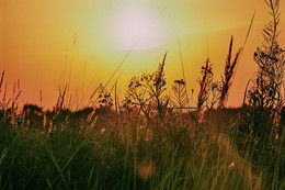 Травы травы... / Закат.