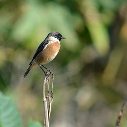 Чекан / Кипр