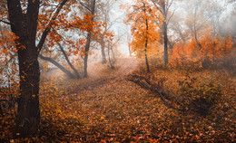 Красный ноябрь / Путиловкий лес
