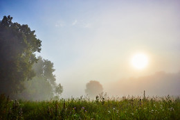 Там за туманами / Летнее утро в Приокско-Террасном биосферном заповеднике.
