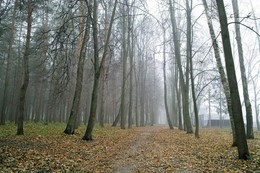 Тропинка в туман / Ноябрьский парк