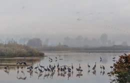 Там за туманами / Рано утром на озерах.Каждый год сюда прилетают сотни тысяч птиц на зимовку из северных стран.Здесь их кормят и с весною они улетают обратно.