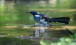 Boat-tailed grackle / Ок! не буду рассказывать о том сколько птица весит и прочие характеристики !
Стоит упомянуть , что адекватного перевода Boat-tailed grackle на русский нет, а дословно пожалста : Лодочный хвост гракл )
Boat-tailed grackle очень похож на Большехвостого гракла , они считались одним и тем же видом. 
Современное научное мнение состоит в том, что они тесно связаны, но разные виды.
Boat-tailed grackle может неплохо плавать на короткие расстояния, используя свои крылья в качестве весла, чтобы достать плоды, попадающие в воду. 
Boat-tailed grackle из разных регионов имеют разные цвета глаз. Причина неизвестна (?!)
Также у Boat-tailed grackle необычная спаривающая система для птиц:
Самки размещают свои гнезда в центре колонии ,а самцы соревнуются за правоспариваться со всеми самками. 
Вобщем вот такой гарем или прайд)