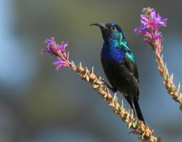 Солнечная птица / Нектарница-(sunbird) англ.