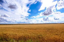 Пшеничное поле / Ростовская область