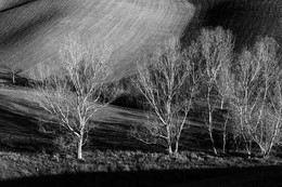Деревья на склонах холмов у Пиенцы осенью 2017 / Деревья на склонах холмов у Пиенцы осенью 2017