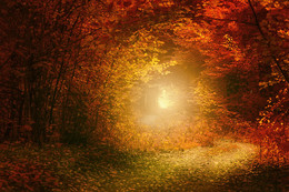 Око сентябрьского заката / Сентябрьский закат в небольшом лесу возле ТЭЦ-4