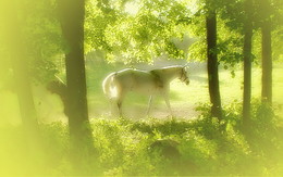 Летний сон / Утро в парке.Пастбище лошадей.Вильнюс.