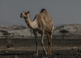 Arabian camel / гордый вожак стаи