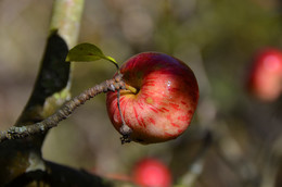 Яблочко / Дикое яблоко в Крымском лесу.