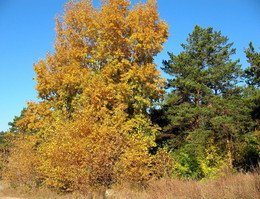 Золотая осень / Новосибирск.