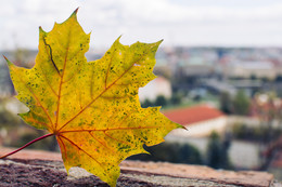 Пражская осень / Осень - самое лучшее время для посещения Праги. Черепичные крыши прекрасно сочетаются с желтыми деревьями, а улицы застелены красивыми кленовыми листьями.