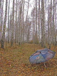 Осенняя грусть / Березовая роща в Крыму дождливым днем на исходе осени.