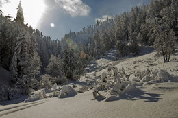 Первый снег на Алтае, 2016 / Последствия первого снегопада на Алтае осенью 2016 года. За сутки навалило сугробов, в некоторых местах по пояс, были оборваны линии электропередач. Вовремя снегопада при температуре +-1грС сосны ломались пополам или падали на корню с разбегом в 15-20 минут в пределах слышимости.
