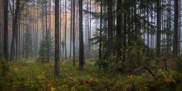 Про осень в лесу / Пейзаж Беларуси