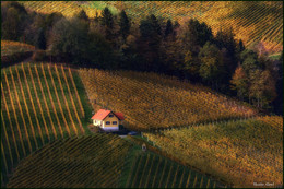 Геометрия. / Домик среди виноградников,Gamlitz Австрия.