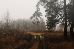 Дорога в лесу / утренний туман
