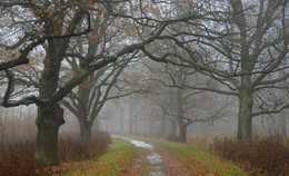 Скверная погода... / Осенняя прогулка в Баболовском парке...