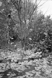 &nbsp; / Я спросил у осени,
Где моя любимая