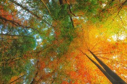 &nbsp; / Ein Blick nach oben.
Die Farben des Herbstes verschmelzen in den Baumkronen.
