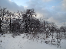 Зимой / опушка леса зимой