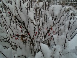 Встретил зиму / На долго ягоды барбариса зависли.
