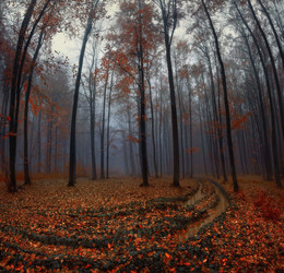 Осенними дорогами / Туманное утро в осеннем лесу.