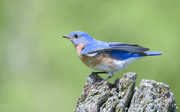 Eastern bluebird ~ Восточная сиалия / ...особо ничего интерестного не вычитал об этой птице
Все источники повторяют друг-друга почти дословно
вот одно интерестное замечание: Восточная сиалия – небольшая, но очень красивая птица!
Вполне согласен с этим , но с расстояния более 5 метров об этом сложно судить, а самку так вообще затруднительно заметить, рассцветка значительно скромнее.
Самец в брачный период довольно агрессивен, чему был свидетелем пару раз