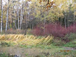 Тихо-тихо осень приходит... / Москва, Ботанический сад. День пасмурный, пруд с кувшинками затянут тиной, трава полегла, а стоял - и глаз оторвать не мог.