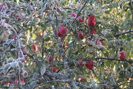 зима близко / яблоки схваченные первым заморозком