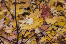 Сложились.. / Во время листопада, осенним утром, кучка листьев сложились на ветвях, кустик с листьями, кленовые опавшие листья среди ветвей, осенним утром, среди деревьев, в осенней аллее