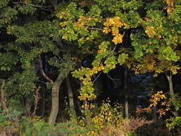 Осенний лес / Сфотографировано Olympus OMD EM5 Mark II