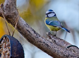 Синица / Лазоревка (Parus coeruleus L.)