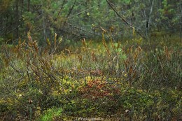 Осенний блюз. / Россия. Талдомский район. Журавлиный заповедник.