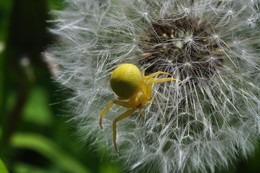 Желтый паук на одуванчик / Бокоход на одуванчике паук бокоход одуванчик.