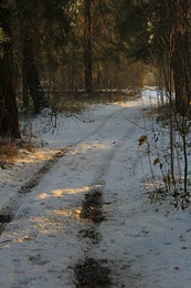 Дорога в зиму / Вечерний свет в зимнем подмосковном лесу